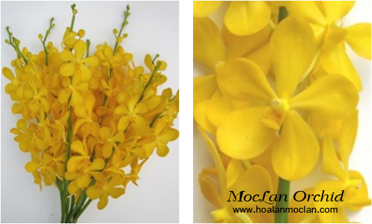 Mokara-Yellow