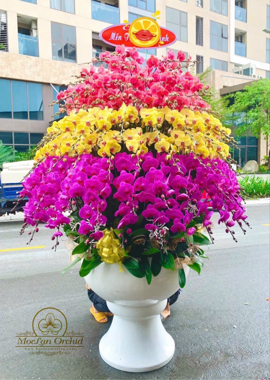 Shop Lan Hồ Điệp P.Bình Hưng Hòa