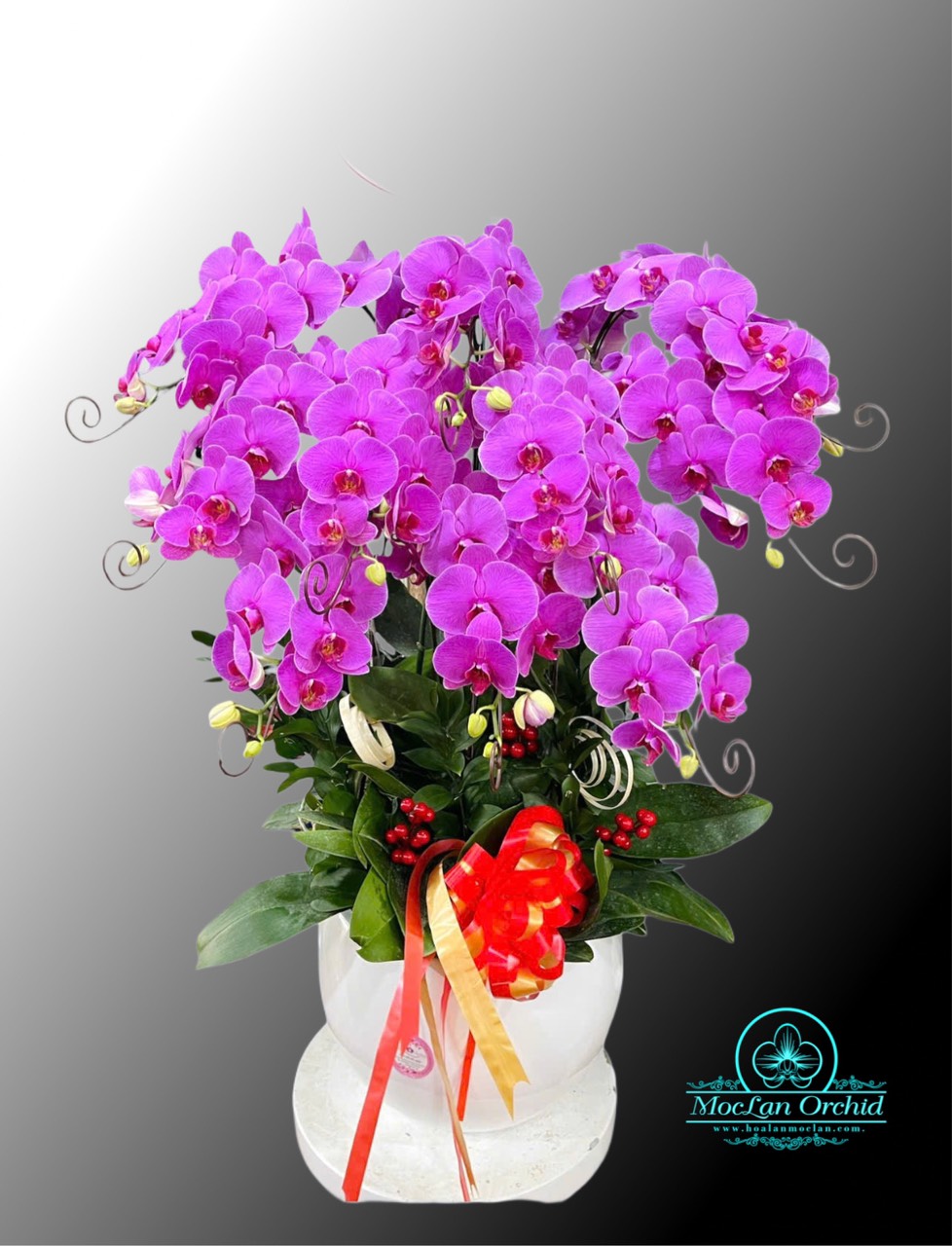 Shop Lan Hồ Điệp P.Bình Tân